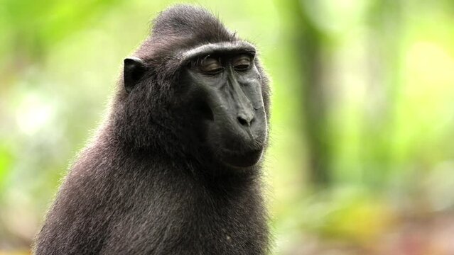 Portrait of a celebes crested macaque, or black ape, in sulawesi rainforest