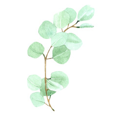 Obraz premium Watercolor green bouquet with eucalyptus leaves and branches. Greenery leaf hand painted isolated. Can be used as a decorative element