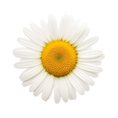 Daisy flower. Chamomile flower symbol
