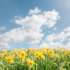 Spring flower background Daffodils against a blue sky - 782969488