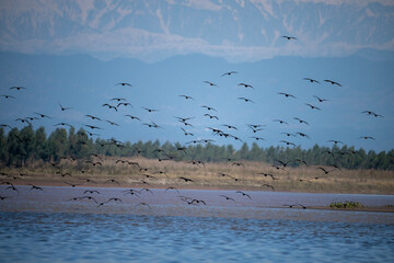 Flock of Great Cormorants Flying over River in mountains Area  - 782971414