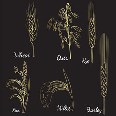 wheat ears and wheat - 782971842