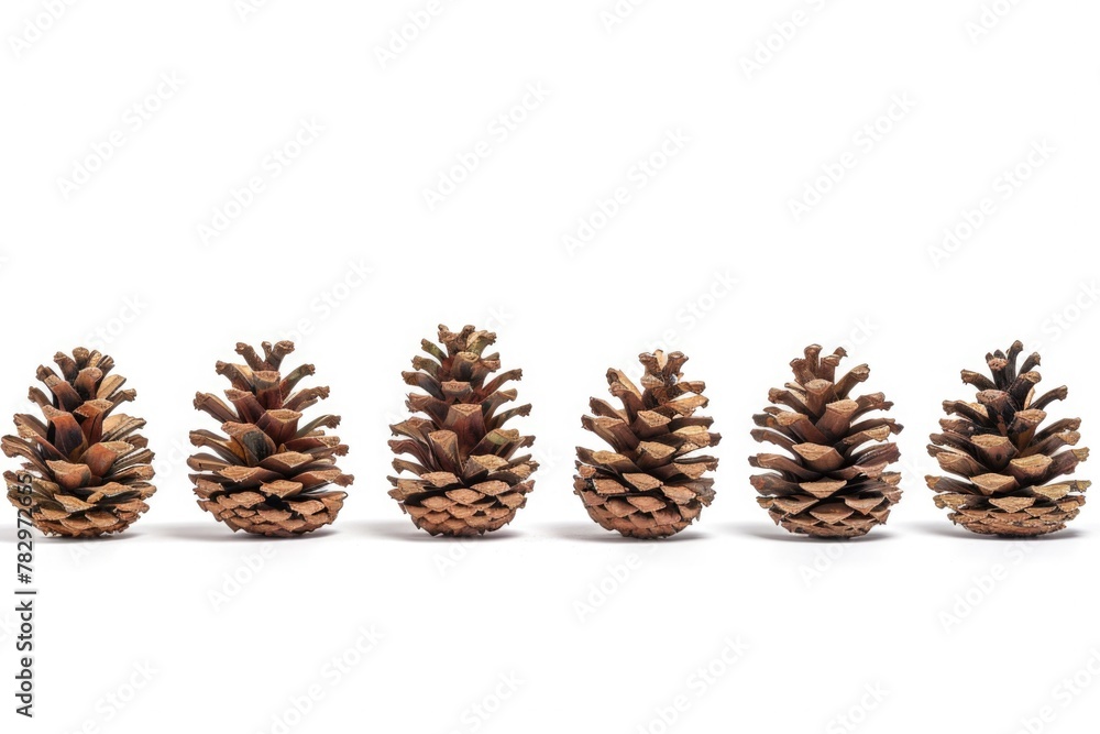 Poster pine cones arranged neatly on a white background. suitable for nature or winter-themed projects
