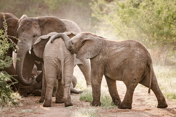 Fototapeta premium Elephants can be seen in the Pilansberg Nature Reserve, South Africa. 