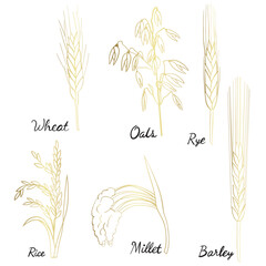ears of wheat illustration - 782973091