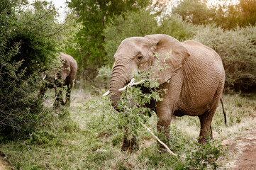 Fototapeta premium Elephants can be seen in the Pilansberg Nature Reserve, South Africa. 