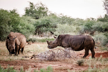 Rhinos can be seen in the Pilansberg Nature Reserve, South Africa. 