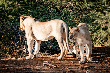 Lions can be seen in the Pilansberg Nature Reserve, South Africa. 