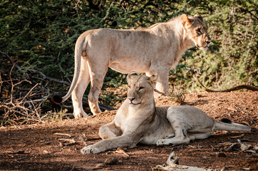 Lions can be seen in the Pilansberg Nature Reserve, South Africa. 