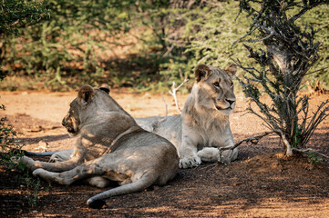 Lions can be seen in the Pilansberg Nature Reserve, South Africa. 