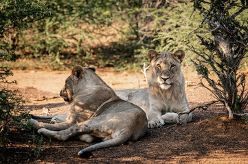 Fototapeta premium Lions can be seen in the Pilansberg Nature Reserve, South Africa. 