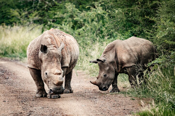 Obraz premium A female Rhino can be seen with her calf in the Pilansberg Nature Reserve, South Africa. 