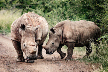 Obraz premium A female Rhino can be seen with her calf in the Pilansberg Nature Reserve, South Africa. 