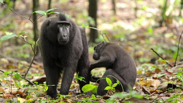 Social interaction between celebes crested macaques in their natural habitat