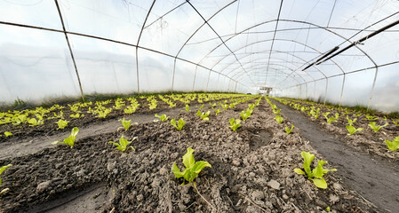 Wide angle view of organic vegetable greenhouse plantation, selective focus. - 782975487