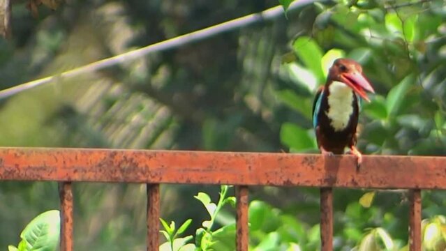 red billed kingfisher sitting on still borad 