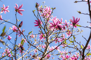 blooming magnolia flowers