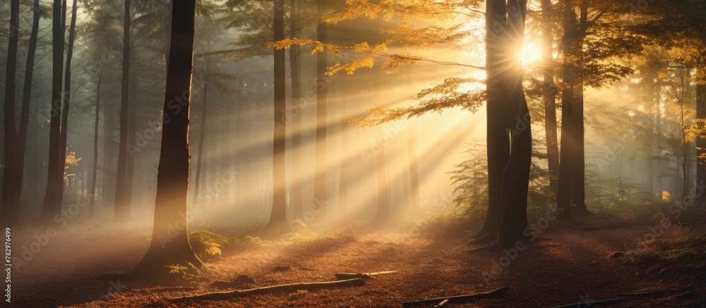 Poster sunbeams illuminate forest trees