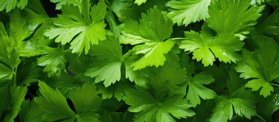 Close-Up of Lush Green Foliage on a Plant - obrazy, fototapety, plakaty