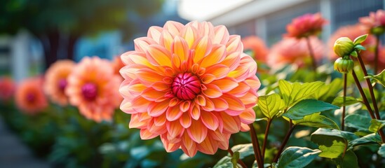 Salmon dahlia close-up with multiple flowers in background