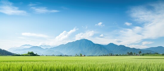 Green grass field with distant mountains - obrazy, fototapety, plakaty