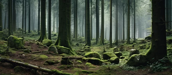 Fotobehang Mossy rocks in dense forest © vxnaghiyev