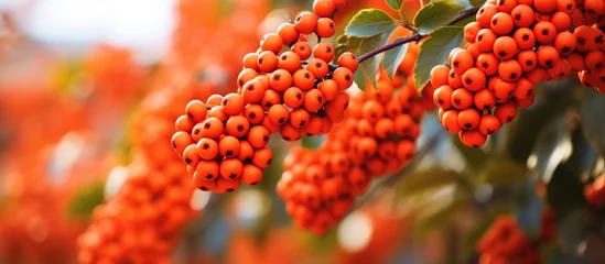Foto auf Glas Orange berries clustered on tree branches © vxnaghiyev