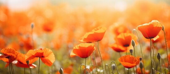 Orange flower field with lush green grass