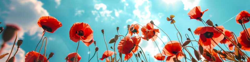 Banner, Red poppies bright blue sky clouds: remembrance, peace, hope