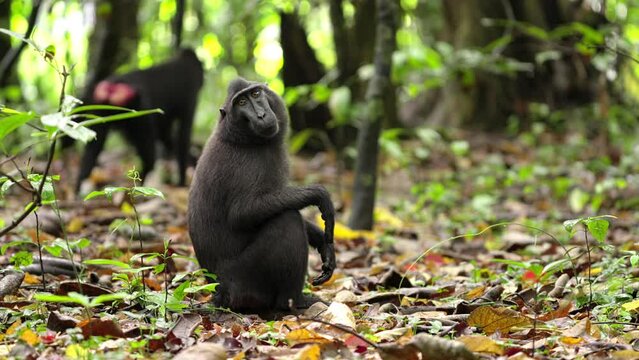 Sulawesi crested macaque, an old world monkeys an endangered species