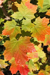 Bright beautiful maple leaves (Acer platanoides) in autumn in September or October before leaf fall.