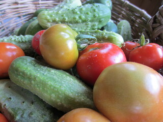 Green fresh juicy cucumbers and slightly unripe tomatoes are collected in the garden in a large wicker basket.