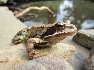 A large grass frog (Rana temporaria) sits on a stone in the garden on the shore of an ornamental pond.