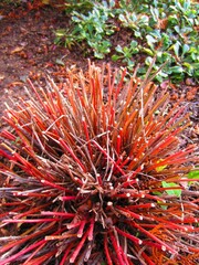 Bright remnants of shoots of the garden herbaceous plant Euphorbia epithymoides. Pruning in autumn, gardening.