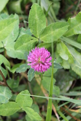 Bright pink round inflorescence of the forage meadow plant red clover (Trifolium rubens).