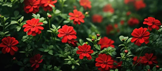 Tuinposter Vibrant red blooms amidst lush greenery © vxnaghiyev