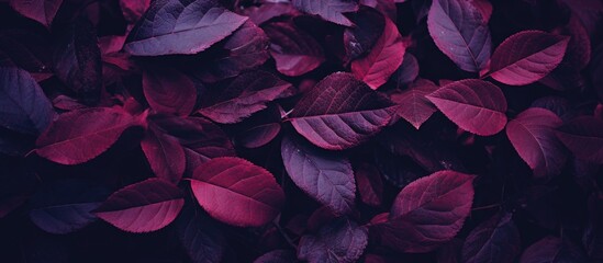 Purple foliage against dark backdrop - obrazy, fototapety, plakaty