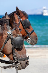 Two brown horses with bridles, reins and blinkers. These are horses that carry touristic carriages,...