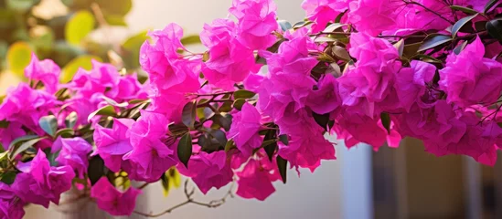 Poster Roze Purple flowers bloom on tree branch near building