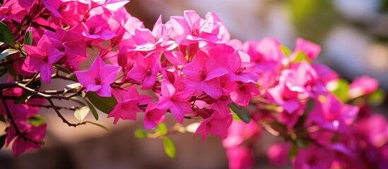 Obraz premium Purple flowers bloom on tree in sun