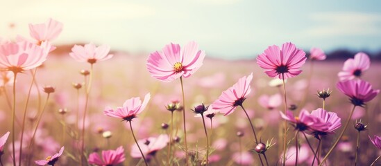 Pink flowers in a meadow under a blue sky