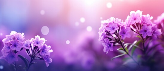 Purple blooms in field, radiant light backdrop