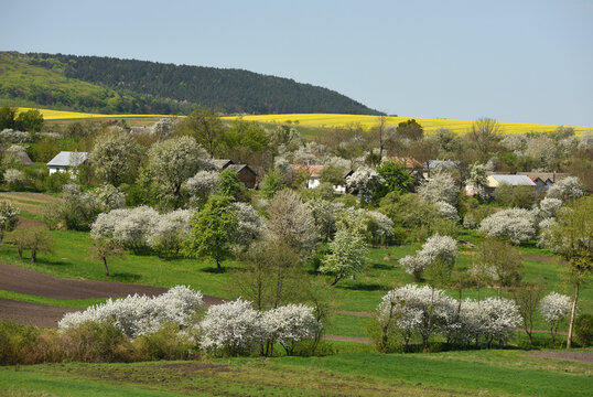 Spring rural landscape. Spring in the Ukrainian village