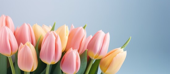 Pink and yellow tulips arranged in a vase
