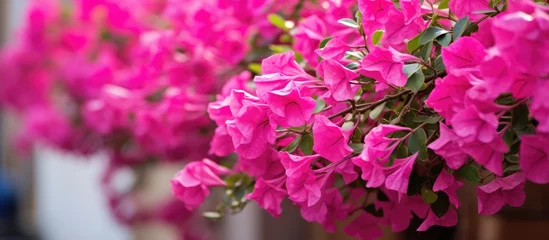 Schilderijen op glas Pink flowers bloom in pot outdoors on sunny day © vxnaghiyev