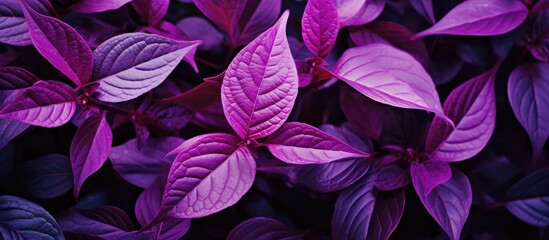 Close-up of vibrant purple foliage - Powered by Adobe