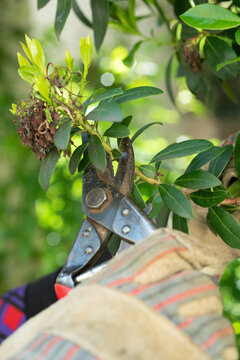 potare il corbezzolo