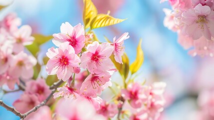 Spring banner, branches of blossoming cherry against background of blue sky and butterflies on nature outdoors.