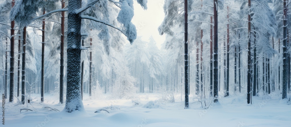 Poster snowy trees in a forest