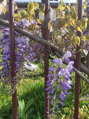 Glycine (Wisteria) ou arbustes à fleurs en grappe roses ou violettes, annonce de la saison de printemps, en plein soleil, jolie décoration de jardin urbain, feuillage à coloration jaune, grilles fer - obrazy, fototapety, plakaty